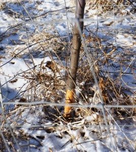 Rodent Damage-Young Fruit Tree Girdled-Small