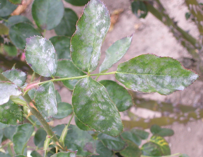 Powdery Mildew Town and Country Gardens