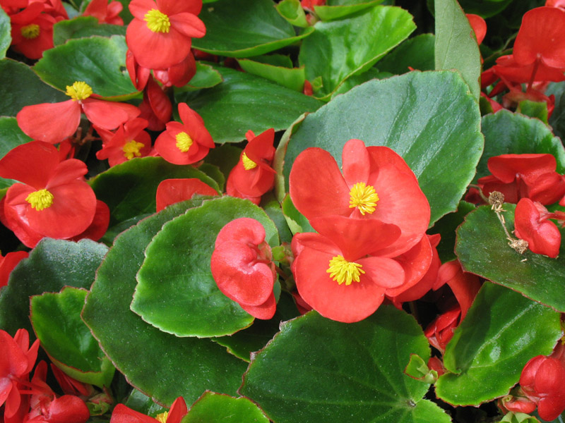 wax begonia species wax begonia species