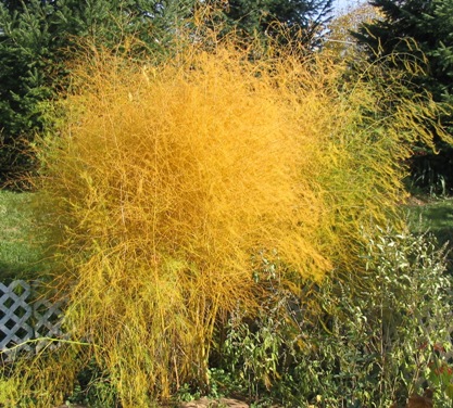 Uncategorized | Garden Talk | Page 3 Uncategorized | Garden Talk | Page 3 Planting Asparagus In The Fall